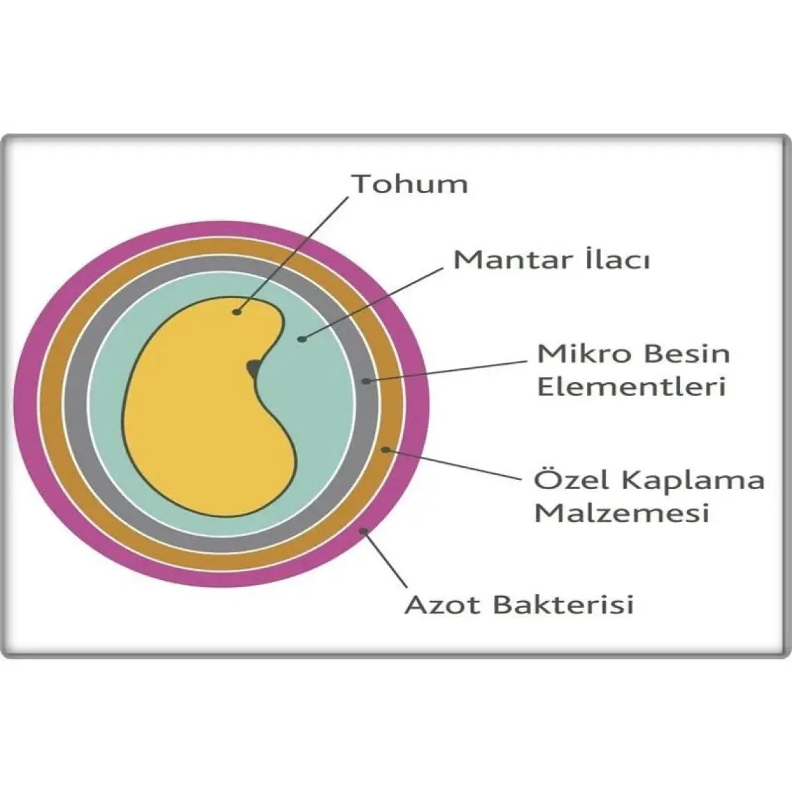 Yonca Tohumu (1-2-3-5-10 Kg)Sunter Kaplamalı-Sertifikalı