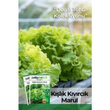 Patika Botanik 2000 Adet Kışlık Kıvırcık Marul Tohumu
