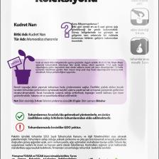 5 Adet Kudret Narı Tohumu