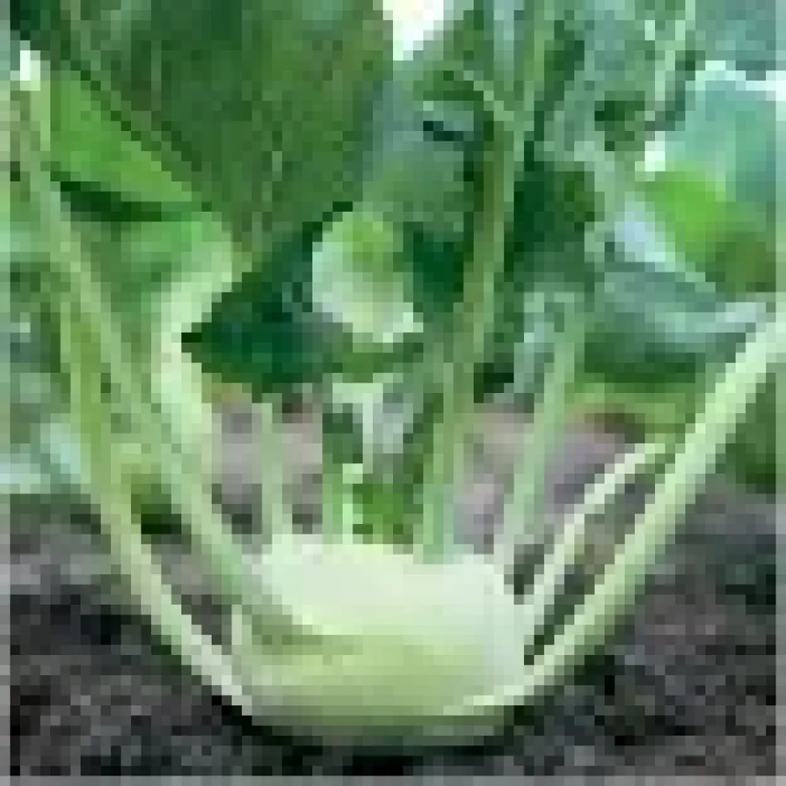 Arzuman Arzuman Alabaş Tohumu 5 gr