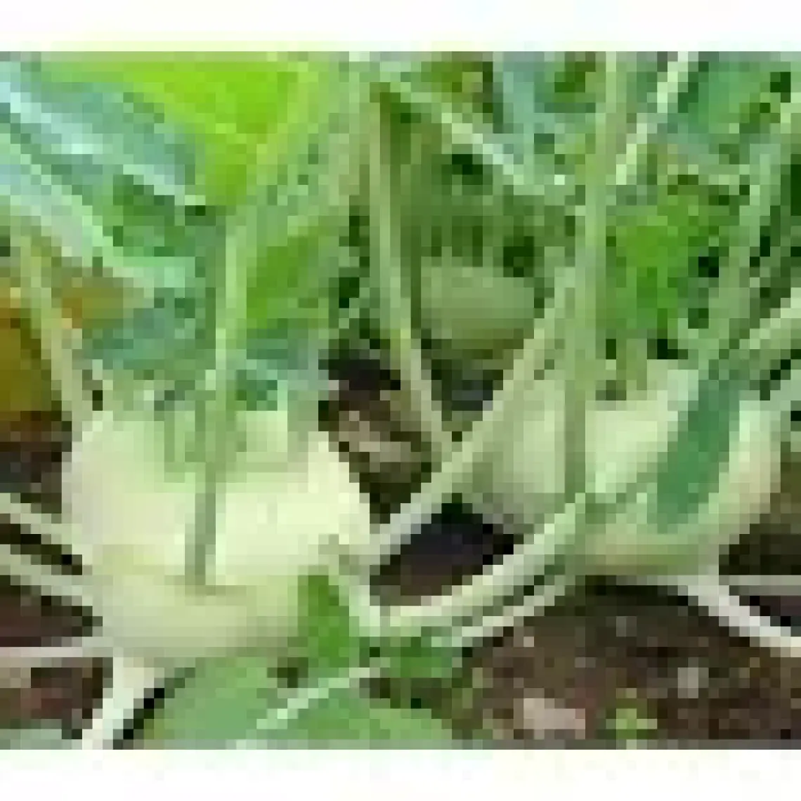 Arzuman Arzuman Alabaş Tohumu 5 gr