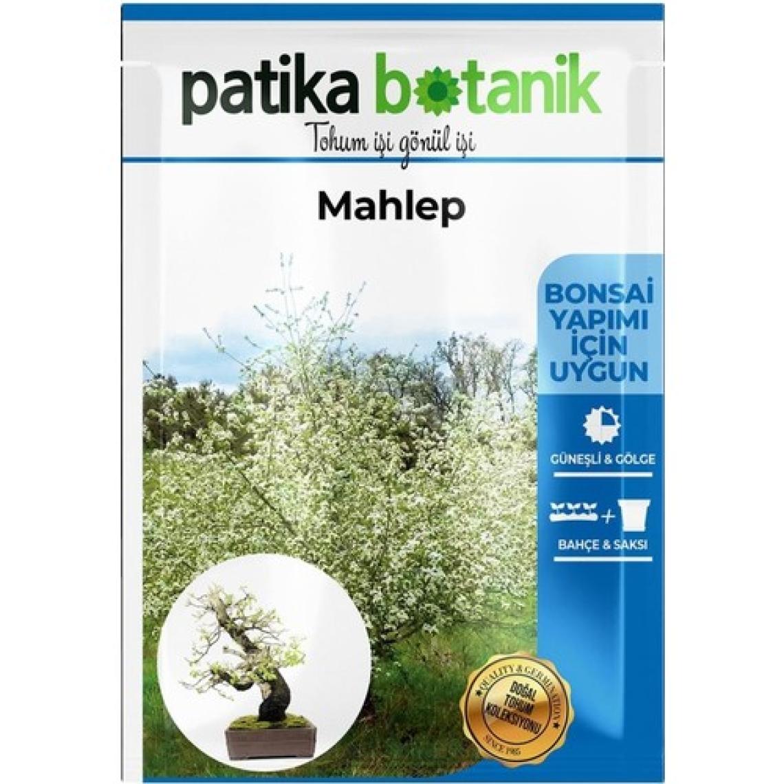 Patika Botanik 5 Adet Mahlep Ağaç Tohumu
