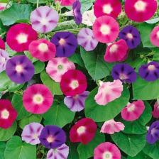 Floramut Sabah Sefası Çiçeği Tohumu-50 Tohum