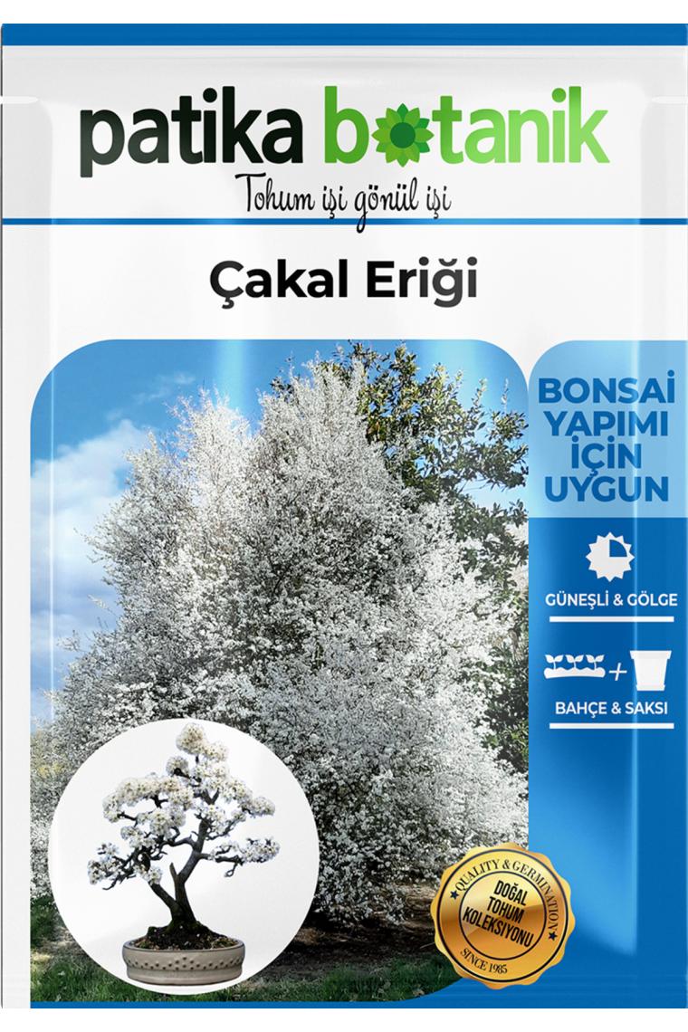 Patika Botanik 30 Adet Güvem Eriği Ağaç Tohumu