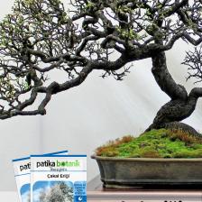 Patika Botanik 30 Adet Güvem Eriği Ağaç Tohumu