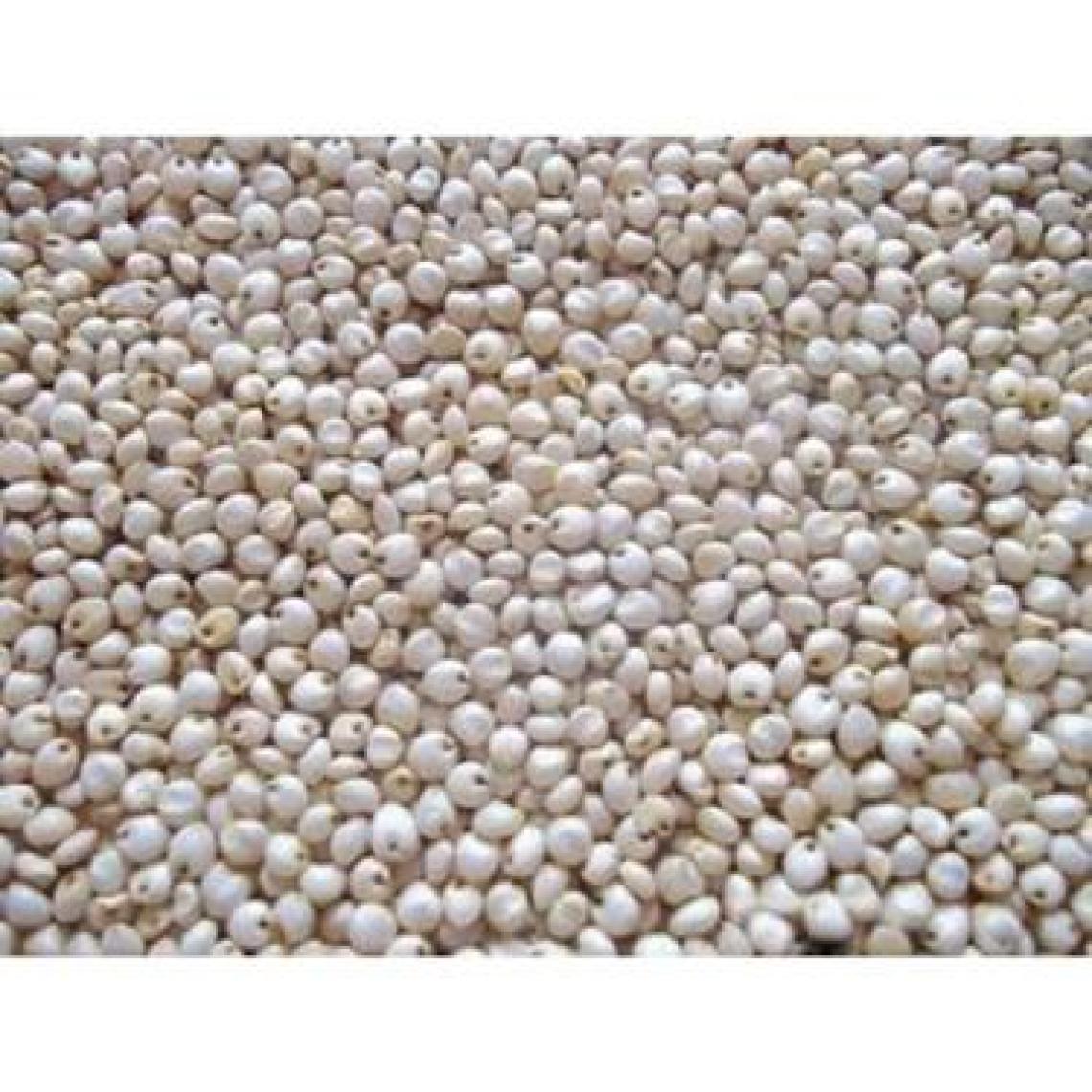 Ingro Beyaz Sorgum Tohumu 1000 G