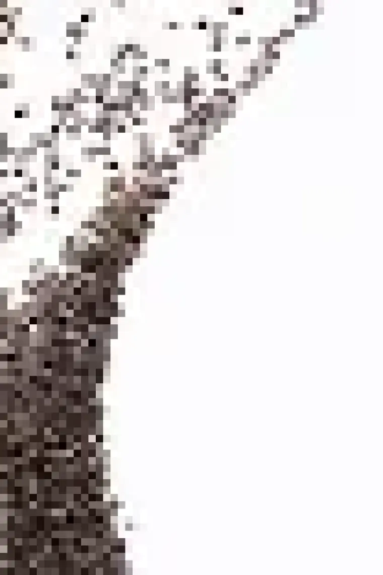 Kuru Yeşil - Chia Tohumu  -  Katkısız - Glutensiz - Chia Seeds - 150 gr