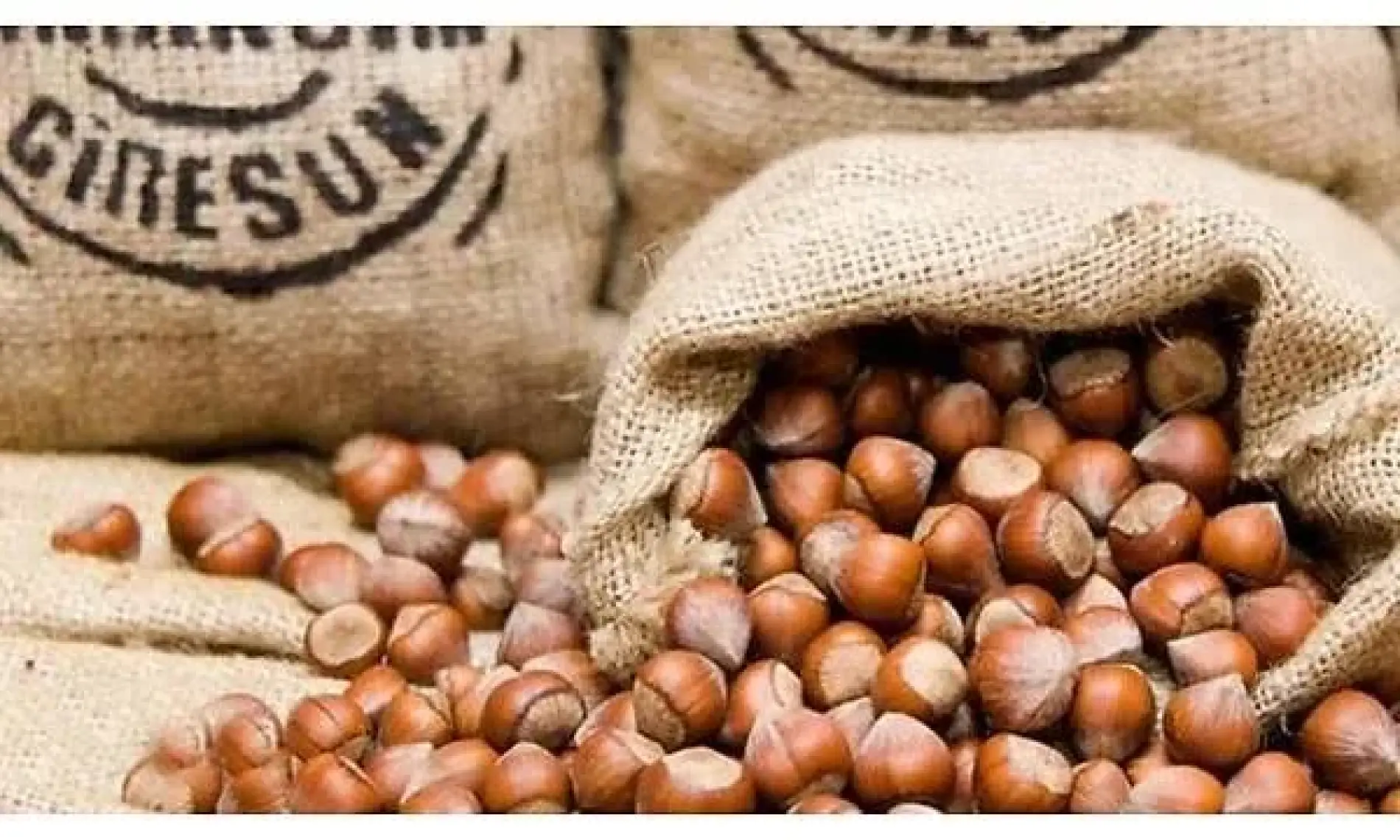 ÇerezAvm Kabuklu Fındık 1 kg