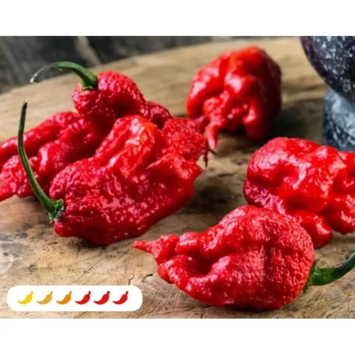 Hot Pepper Collector Carolına Reaper Biberi - Gerçek Taze Biber / 2,5 Milyon Scoville