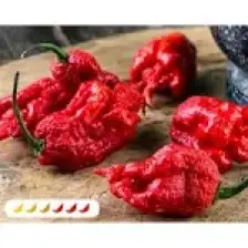 Hot Pepper Collector Carolına Reaper Biberi - Gerçek Taze Biber / 2,5 Milyon Scoville
