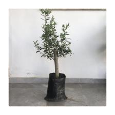 Gemlik Zeytin Fidanı 2yaş( 50 Ila 60 Cm Boy)