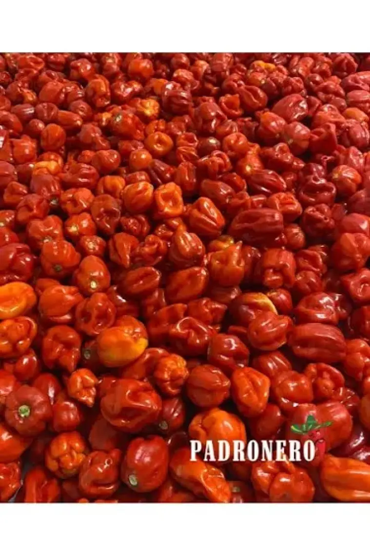Padronero Red Habanero Acı Sos 200 ml.