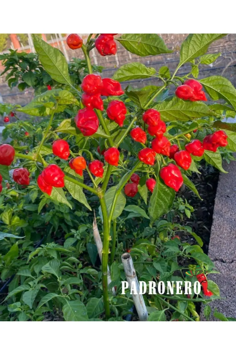 Padronero Red Habanero Acı Sos 200 ml.