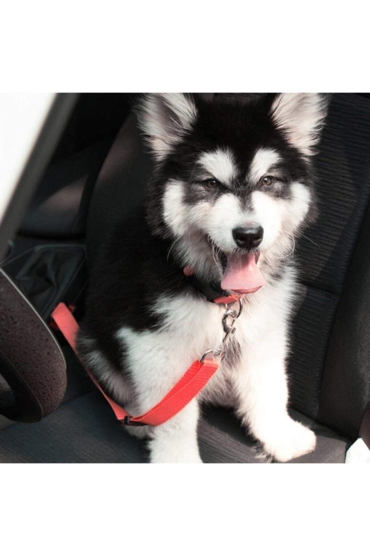 Evcil Hayvan Araç Emniyet Kemeri Kedi Köpek Araba Oto Tasması Oto Aksesuarı Kedi Köpek Emniyet Kemer