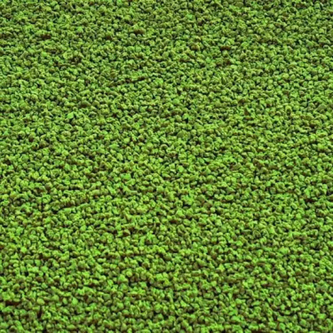 Amore Cichlid Green Granules 3 kg Malawi Amerikan Tanganyika Ciklet Bitkisel Kova Balık Yemi