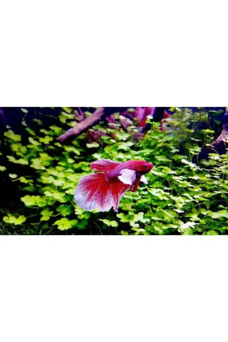 Crystalpro Betta Conditioner 125 ml