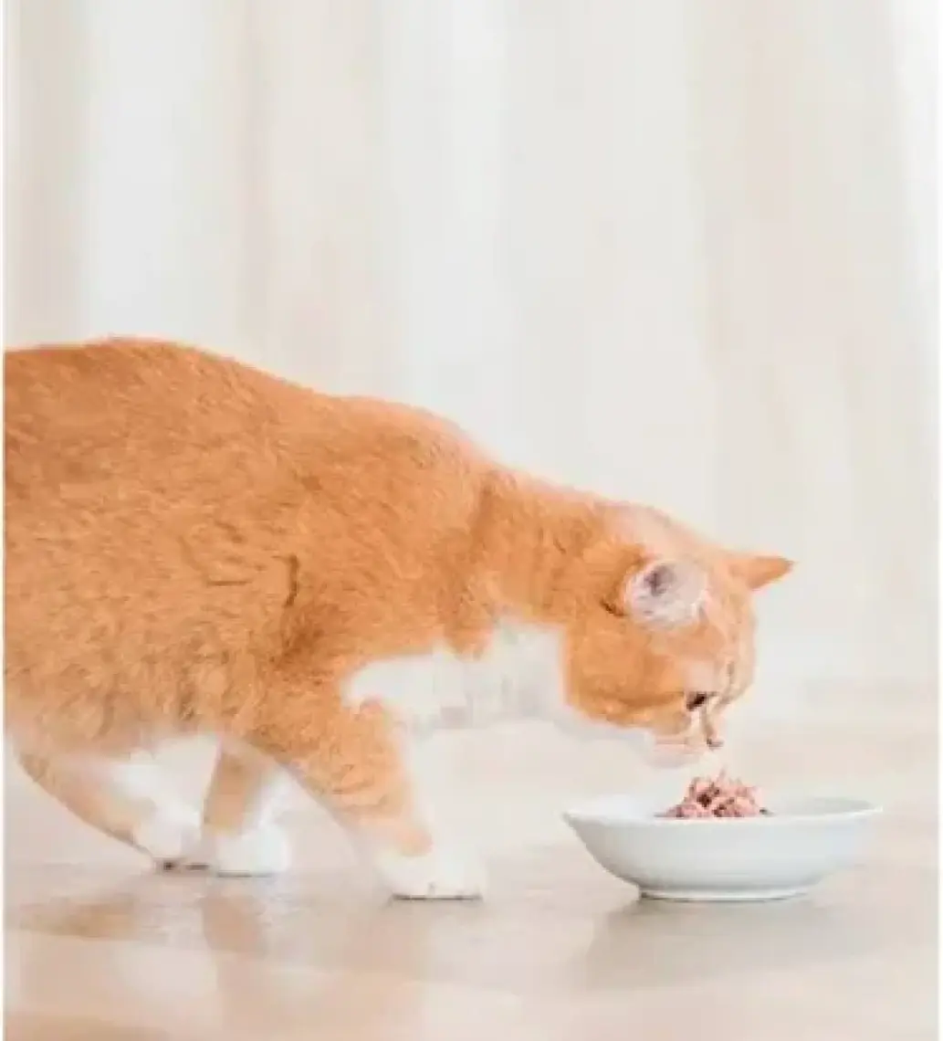 Schesir Cat Jelly Ton Balıklı Ve Tavuklu Kedi Konservesi 85 Gr
