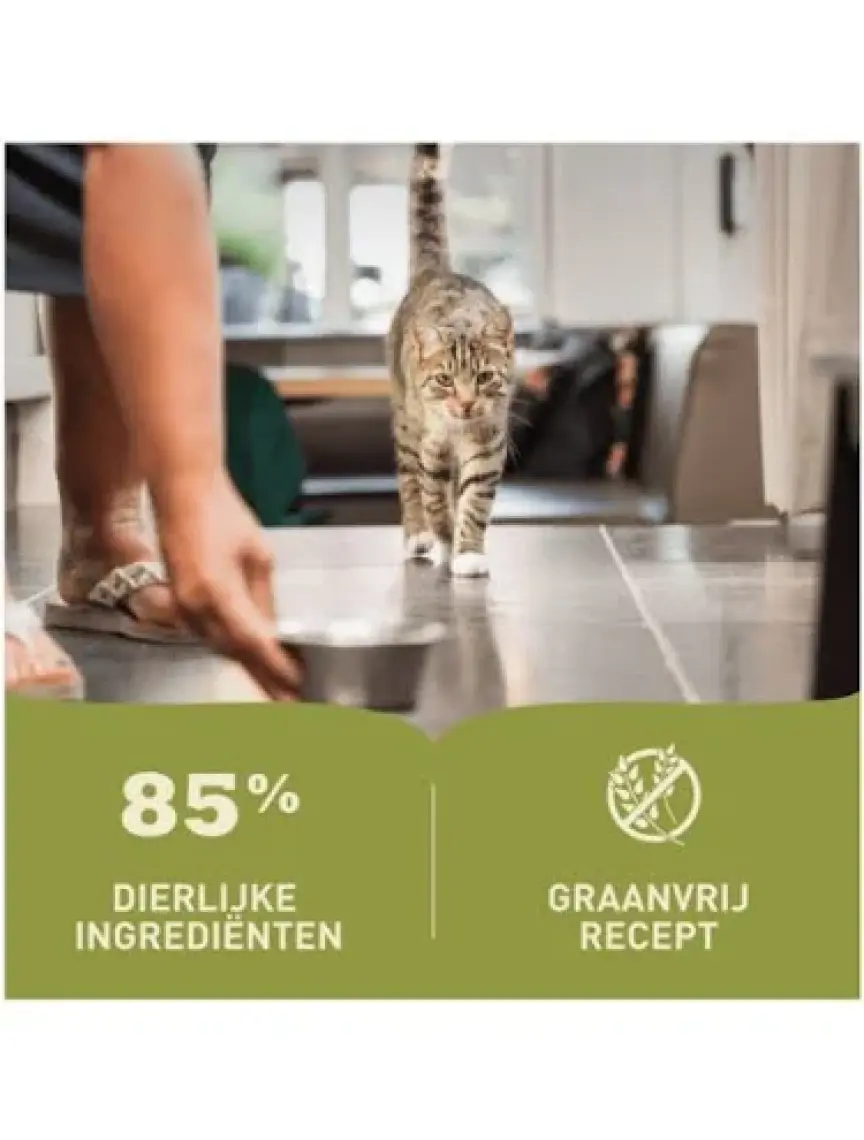 Premium Pate Kuzu Etli Ezme Yetişkin Kedi Konservesi 85 gr