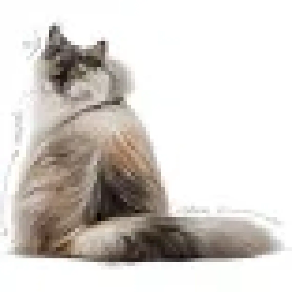 Royal Canin® Hair & Skin Care Yetişkin Kedi Yaş Maması 85 Gr *12