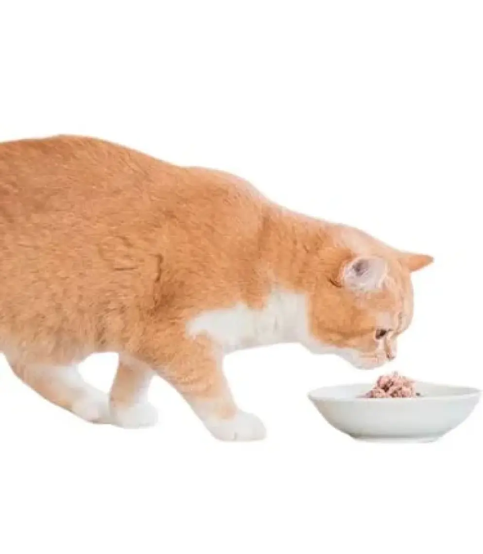 Schesir Tavuklu Aloe Yavru Kedi Konservesi 85 Gr