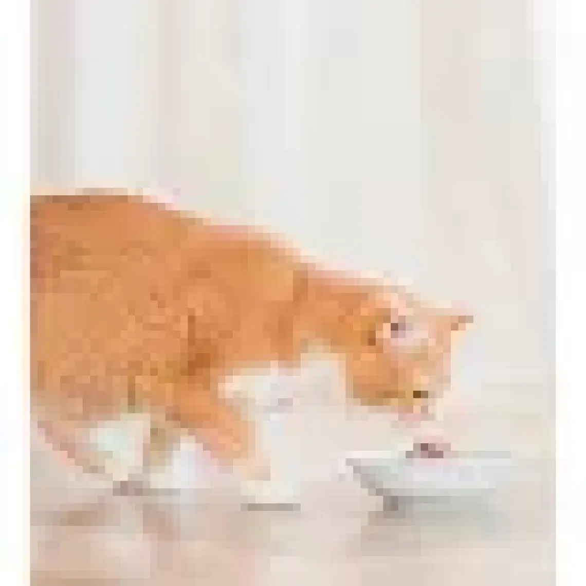 Schesir Ringa Balığı ve Pirinçli Naturel Kedi Konservesi 85gr