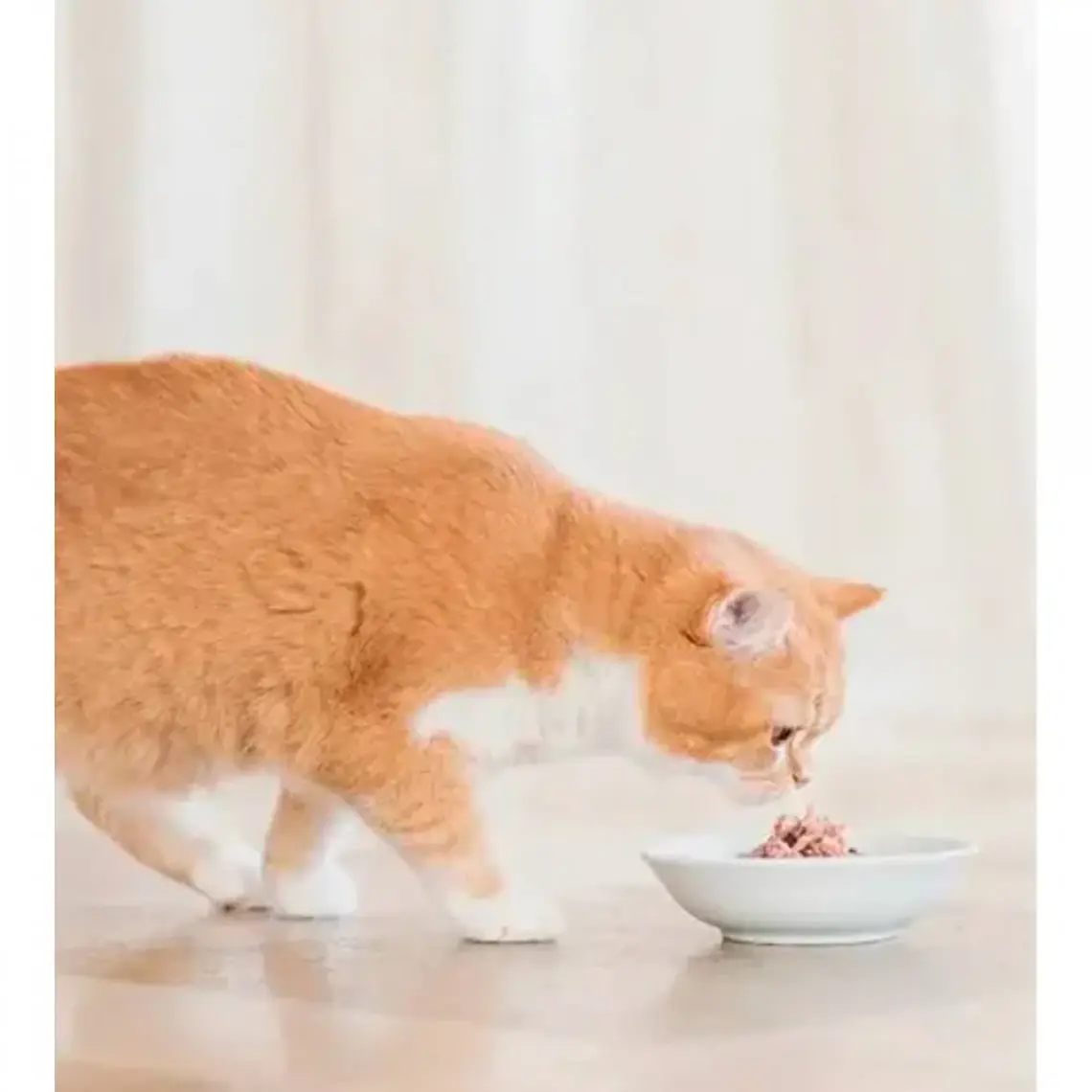 Schesir Ringa Balığı ve Pirinçli Naturel Kedi Konservesi 85gr