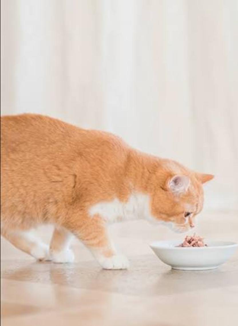 Schesir  Ton Balıklı ve Somonlu Soslu Tahılsız Kedi Konservesi 70gr