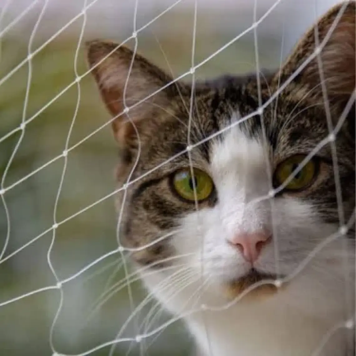 Pawise Balkon Kedi Koruma Şeffaf Ağ 4x3M