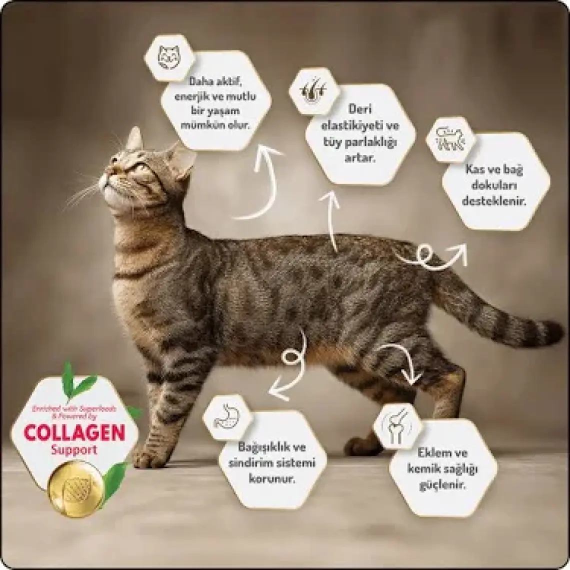 Felicia Düşük Tahıllı Hipoalerjenik Tavuklu Kısırlaştırılmış Yaşlı ve Yetişkin Kedi Maması 12kg