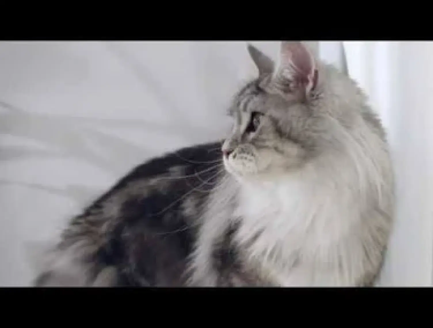 Purina One Sığır Etli Kısırlaştırılmış Kedi Maması 1,5 kg