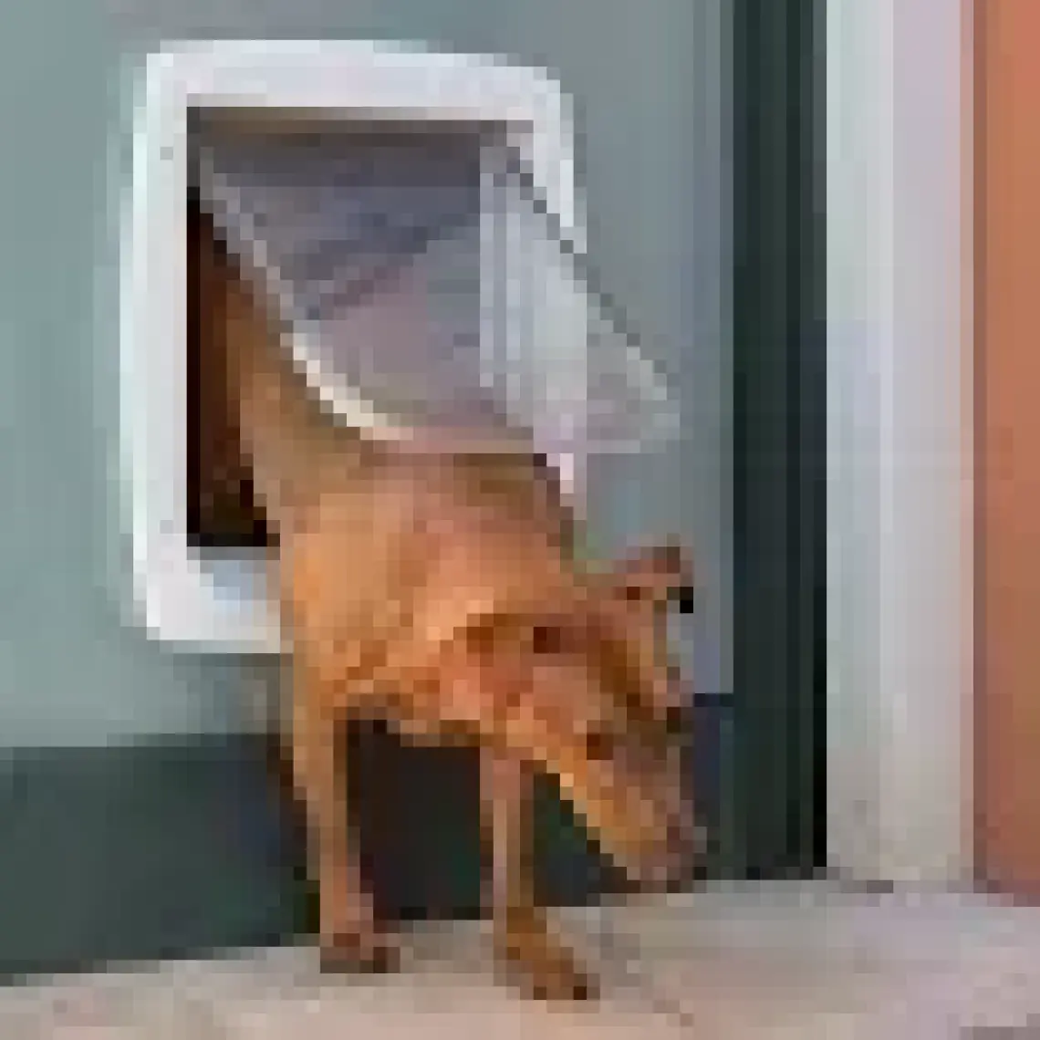 Ferplast Swıng 11 T Köpek Kapısı Beyaz