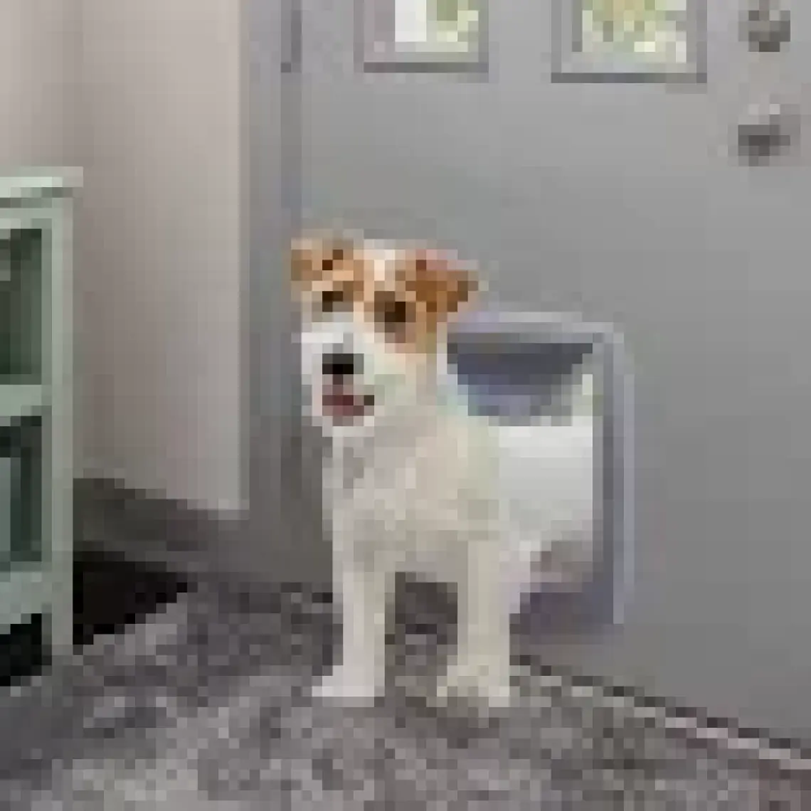 Ferplast Swıng 11 T Köpek Kapısı Beyaz