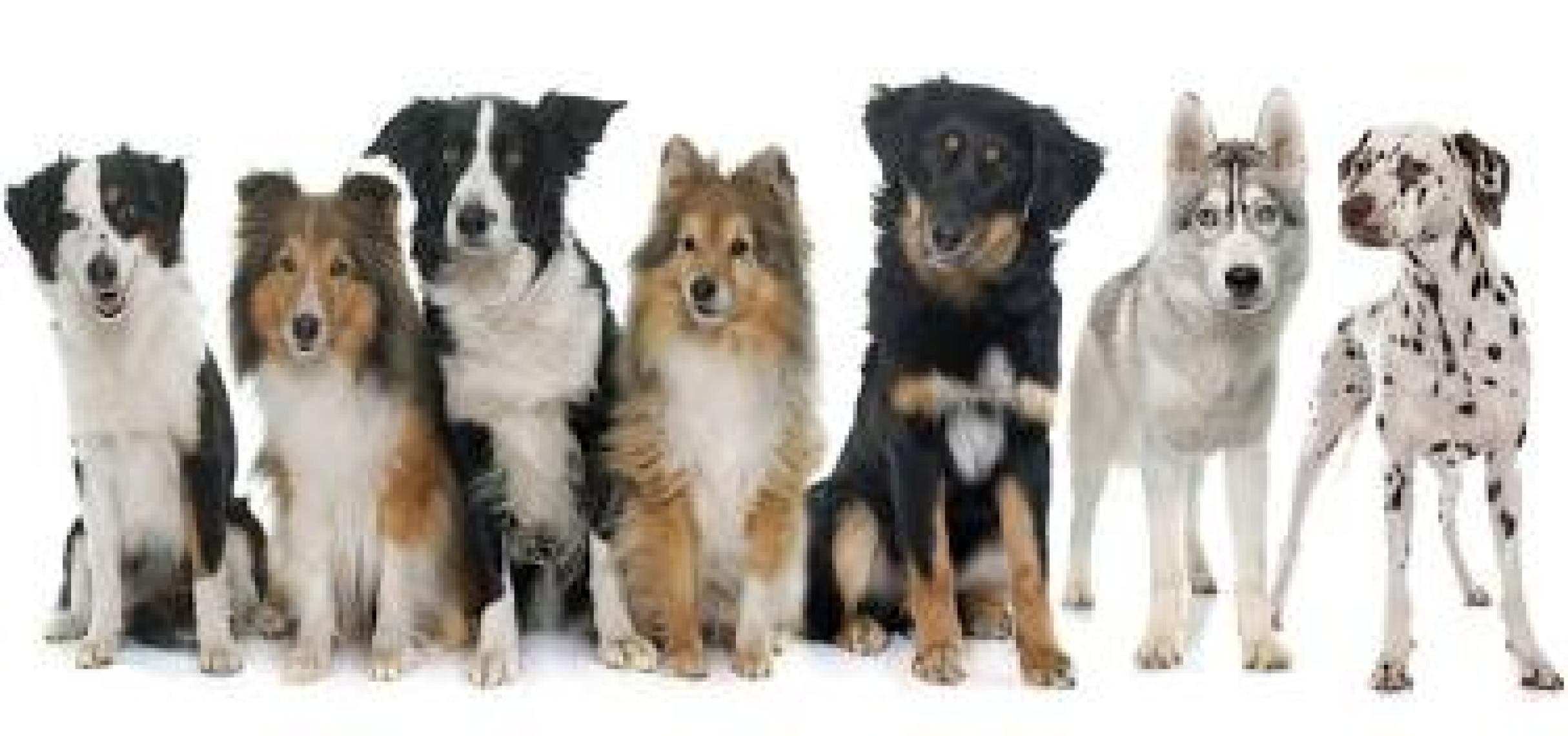 Virbac Junior Neutered Kuru Kedi Maması 3kg