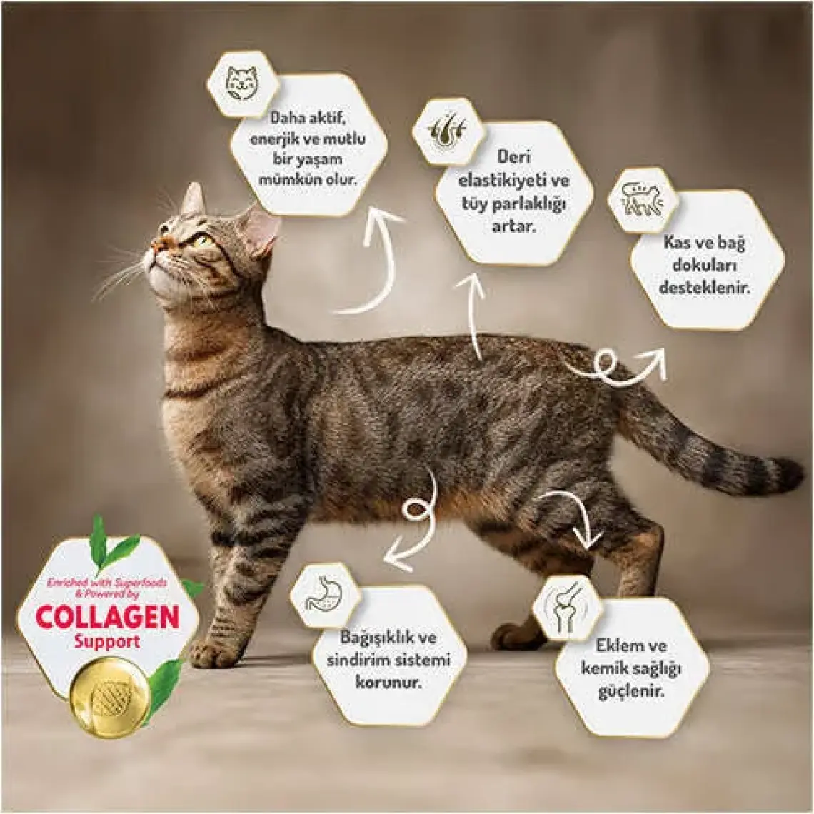 Felicia Az Tahıllı 2 kg Yavru Kuzu Etli Hypoallergenic Kedi Maması