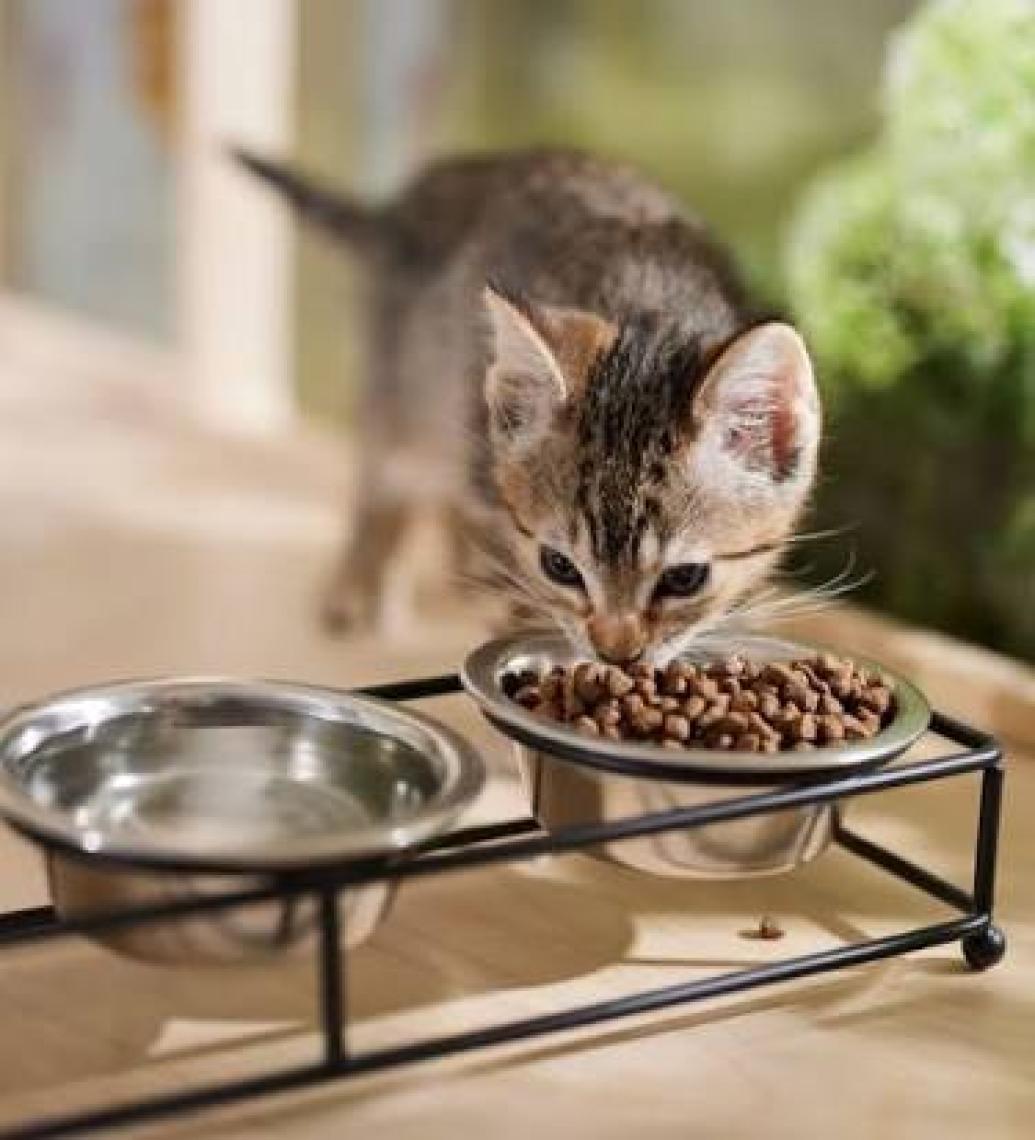 Nd Tahılsız Kitten Tavuk Nar Yavru Kedi Maması 10 Kg