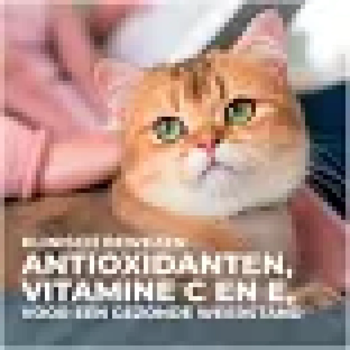 Hill's Mature Sterilised Tavuklu Kısırlaştırılmış Yaşlı Kedi Maması 1.5 kg