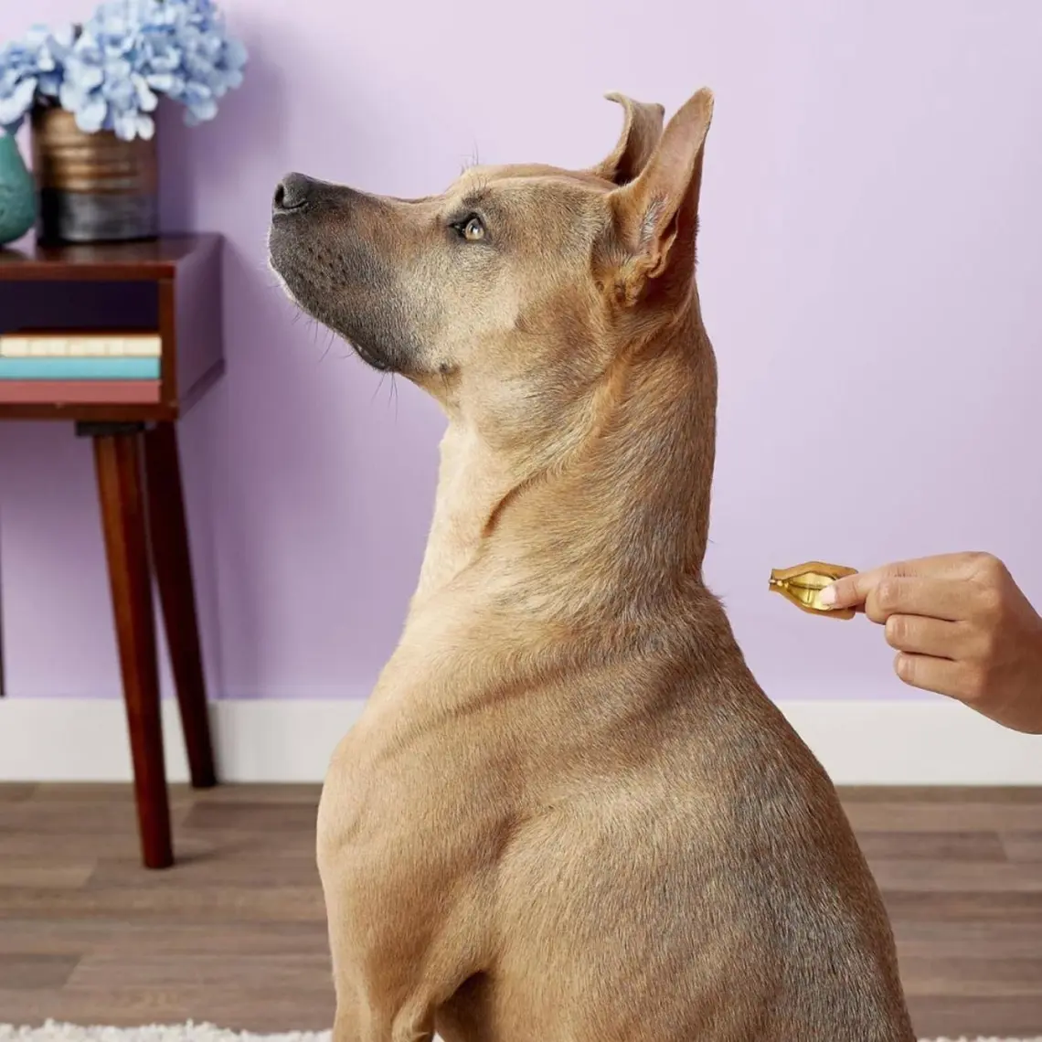 Dermoscent 6 0-10 Kg. Köpekler İçin Koku Damla 4´Lü Paket