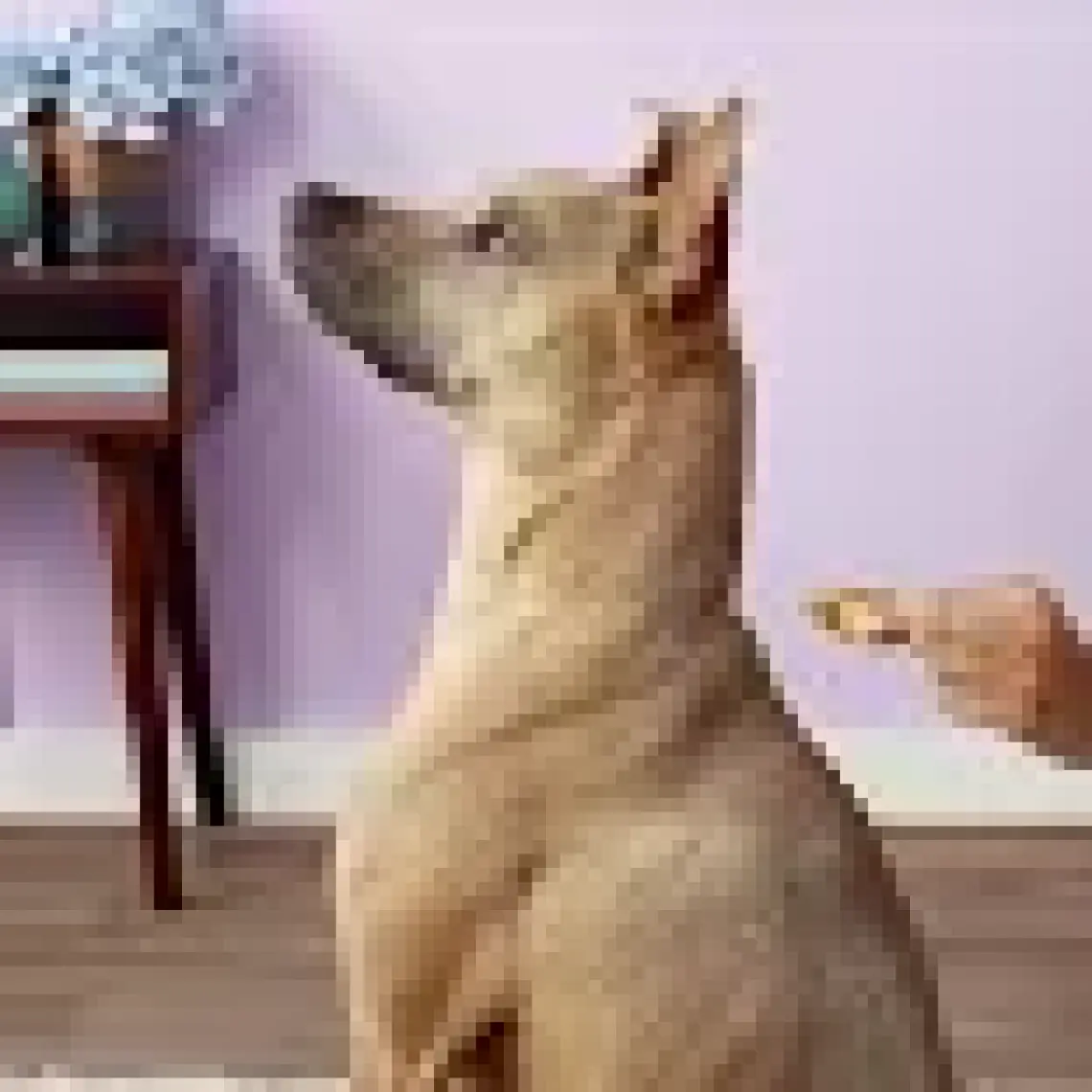 Dermoscent 6 0-10 Kg. Köpekler İçin Koku Damla 4´Lü Paket