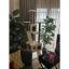 Nursoft Residence Kedi Tırmalama Evi Beyaz