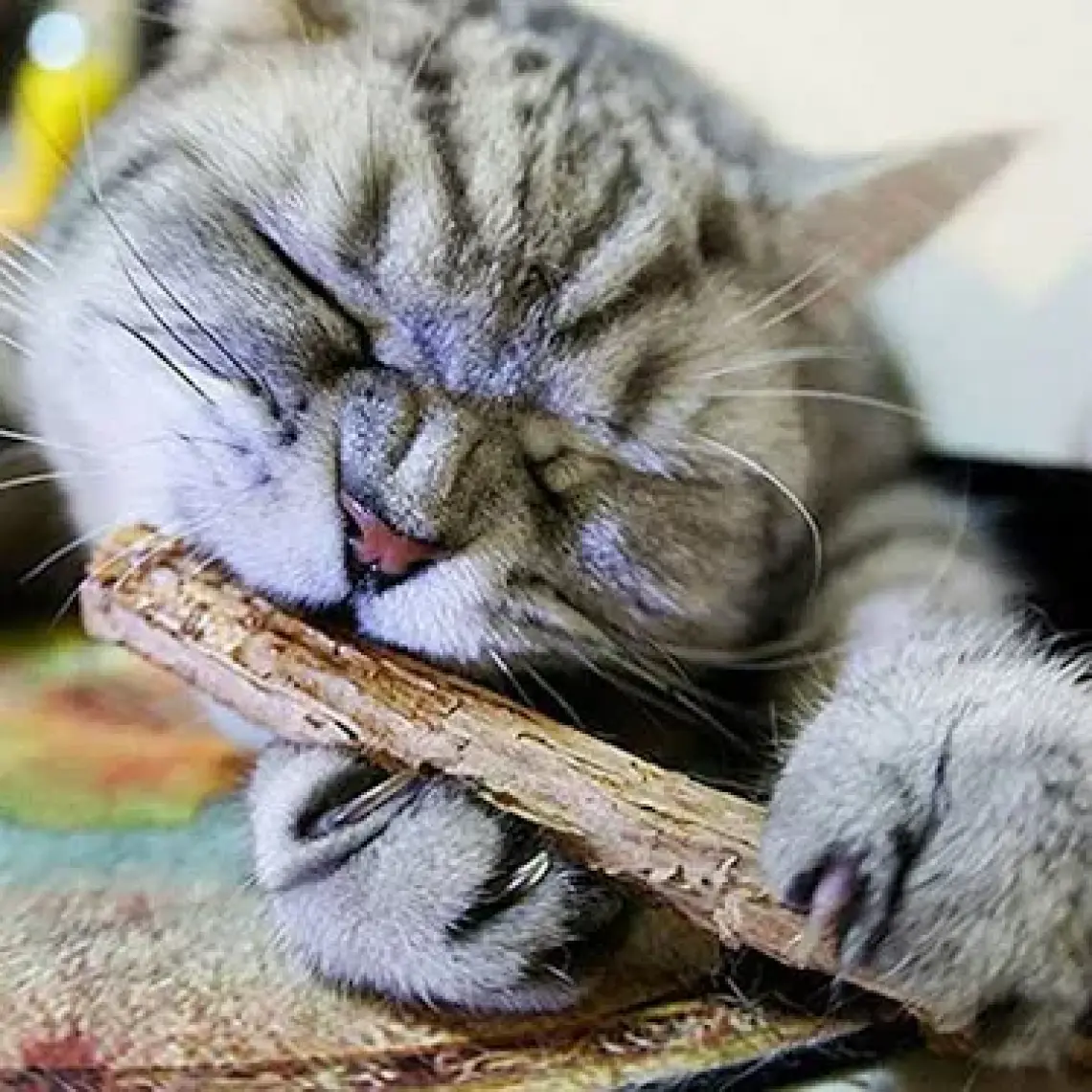 Trixie Kedi Matatabi Çiğneme Ödülü 10GR