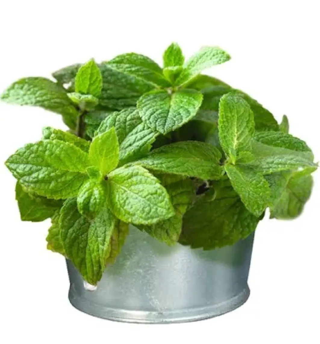 Gimcat Mint Tips Ödül Tableti 40GR