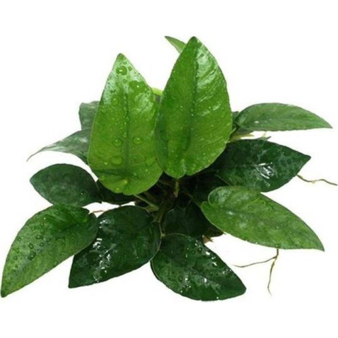 Akvaryum Bitkileri Anubias Species 5-6 Yapraklı Kök Canlı Bitki