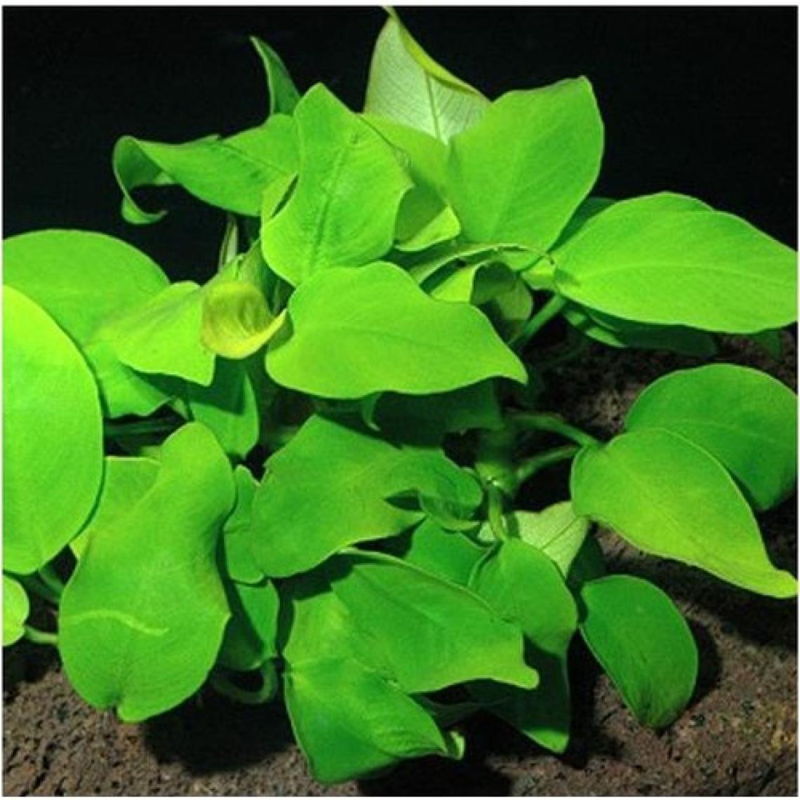 Akvaryum Bitkileri Anubias Species 5-6 Yapraklı Kök Canlı Bitki