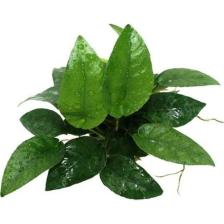 Akvaryum Bitkileri Anubias Species 5-6 Yapraklı Kök Canlı Bitki