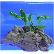 İthal Bitki Anubias Minima Canlı Bitki