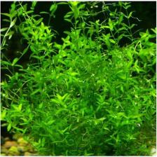 Akvaryum Bitkileri Micranthemum Micranthemoides Cup In Vitro Canlı Bitki