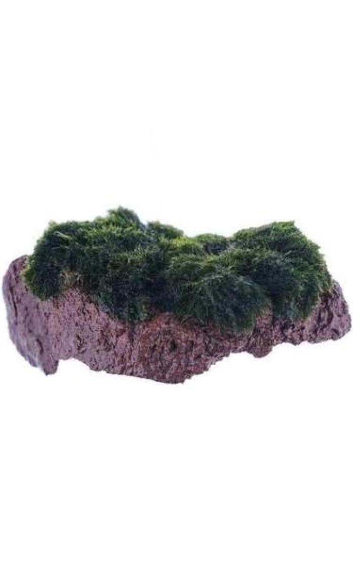 Atakan PetShop Marimo Moss Rock Canlı Bitki