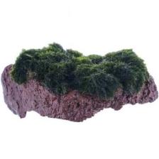 Atakan PetShop Marimo Moss Rock Canlı Bitki