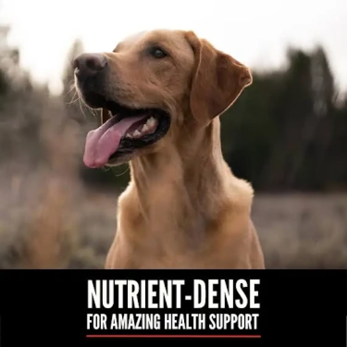 Orijen Original Tahılsız Yetişkin Köpek Maması 2 kg