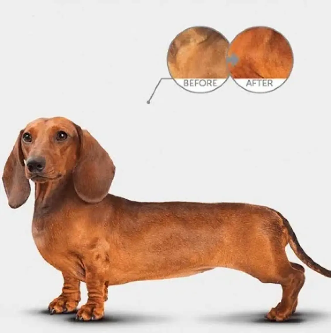 Nature's Protection Tahılsız %80 Hayvansal Proteinli Somonlu Küçük Irk Kızıl Köpek Maması 1.5 kg